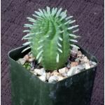 Euphorbia stellispina 2-inch pots