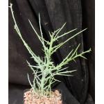 Euphorbia stenoclada ssp. stenoclada 5-inch pots