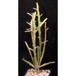 Euphorbia stenoclada ssp. ambatofinandranae 5-inch pots