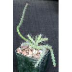 Euphorbia subscandens 4-inch pots