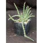Euphorbia subscandens 5-inch pots