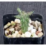 Euphorbia suppressa 2-inch pots
