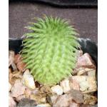 Euphorbia susannae 2-inch pots