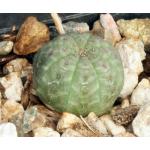 Euphorbia symmetrica 2-inch pots