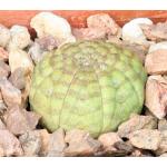 Euphorbia symmetrica (GM 33) 3-inch pots
