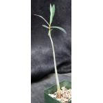 Euphorbia tanquahuete 5-inch pots