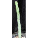 Euphorbia tescorum (Powys 1127) 5-inch pots
