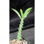 Euphorbia teke 4-inch pots