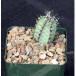 Euphorbia tescorum 4-inch pots