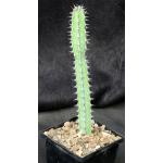 Euphorbia tescorum (PV 2496) 5-inch pots