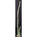 Euphorbia tescorum (Suyien, Kenya) one-gallon pots
