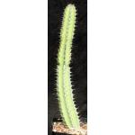 Euphorbia tescorum (Suyian) one-gallon pots