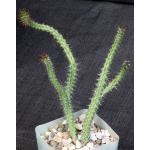 Euphorbia torta(ES 21178) 4-inch pots