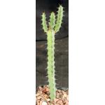Euphorbia torta (WY 1115) 4-inch pots