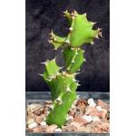 Euphorbia tortilis 4-inch pots