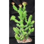 Euphorbia tortilis one-gallon pots