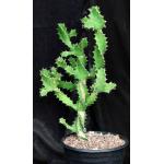 Euphorbia tortilis 2-gallon pots