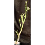 Euphorbia trapaeifolia one-gallon pots