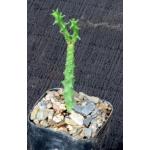 Euphorbia tridentata (DMC 4177) 2-inch pots