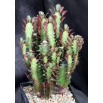 Euphorbia trigona (red) one-gallon pots