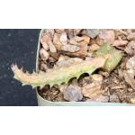 Euphorbia tubiglans 2-inch pots