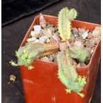 Euphorbia tubiglans 4-inch pots