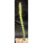 Euphorbia uhligiana 3-inch pots