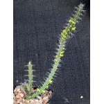 Euphorbia uhligiana 4-inch pots
