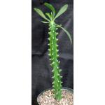 Euphorbia undulatifolia 8-inch pots