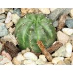 Euphorbia valida (GM 007) 4-inch pots