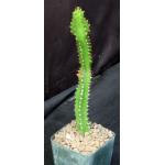 Euphorbia vallaris 4-inch pots