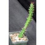 Euphorbia vandermerwei 3-inch pots