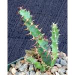 Euphorbia vandermerwei 4-inch pots