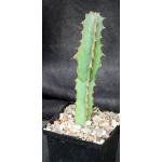 Euphorbia venenata 5-inch pots