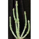 Euphorbia venenata 2-gallon pots