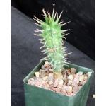 Euphorbia viguieri var. viguieri 4-inch pots