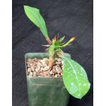 Euphorbia viguieri var. vilanandrensis 4-inch pots