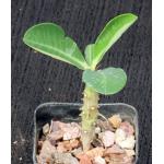 Euphorbia viguieri var. vilanandrensis 2-inch pots