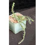 Euphorbia vittata (Archers Post) 5-inch pots