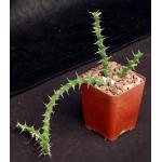 Euphorbia vittata (Archers Post) 4-inch pots