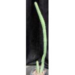 Euphorbia vulcanorum 5-inch pots