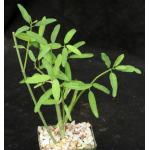 Euphorbia xantii 4-inch pots