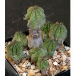 Euphorbia anoplia 5-inch pots