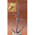 Euphorbia milii ‘antifakiensis‘ 5-inch pots