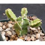Euphorbia decliviticola 4-inch pots