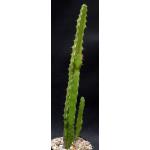 Euphorbia deightonii 5-inch pots