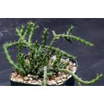 Euphorbia dichroa 5-inch pots