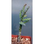 Euphorbia dissitispina 4-inch pots