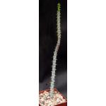 Euphorbia erlangeri 4-inch pots