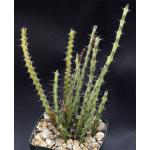 Euphorbia gemmea 4-inch pots